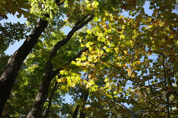 秋、徐々に紅葉しつつある落葉紅葉樹の森