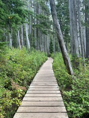 Obraz premium path in the woods