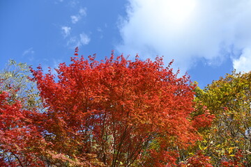 鮮やかな赤色をした紅葉と青空と雲の風景
