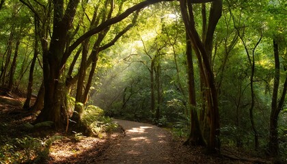 Obraz premium Deep Green Forest With Sunlight Filtering Through the Canopy, Illuminating a Tranquil Path Winding Through Ancient Trees, Captured in Early Morning Light for a Peaceful Nature Landscape