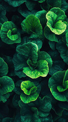 Obraz premium Vibrant green lettuce leaves in garden, showcasing lush agriculture
