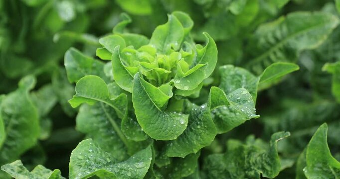 Green stem lettuce crops in garden