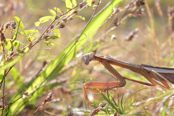 前脚を広げて威嚇するカマキリ（Praying Mantis）