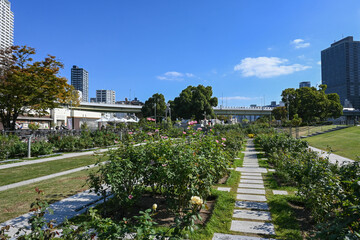 大阪中の島公園　11月のバラ園