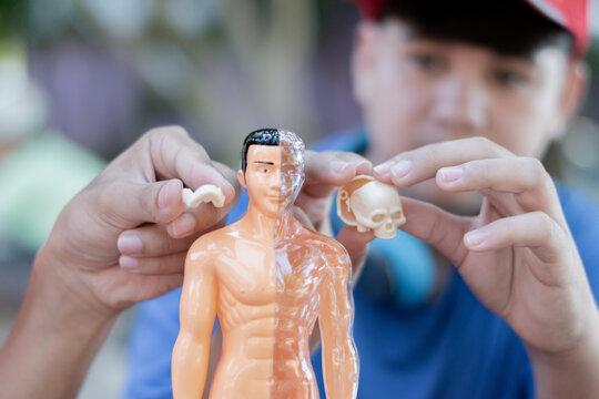 Asian schoolboys are holding mini plastic model of internal organs and sticking them into the model of the human in front of them, science study of body and organs of the human concept.