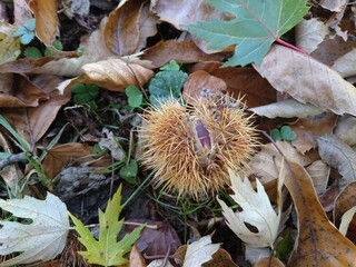 The sweet chestnut (Castanea sativa), also known as the Spanish chestnut or just chestnut, spiny husk with brownish nut