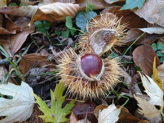 The sweet chestnut (Castanea sativa), also known as the Spanish chestnut or just chestnut, spiny cupule containing brownish nut