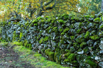 Stone wall covered with green moss and vegetation in a chestnut forest