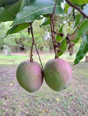 mango plantation.