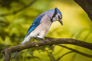 A close-up shot of a blue jay perched on a tree branch on a blurred bokeh background