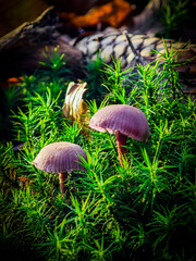 Mushrooms in the Forrest