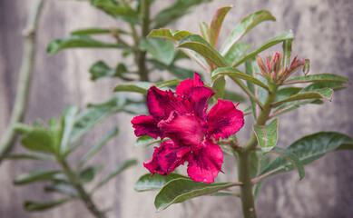 Vibrant pink flower blooming beautifully in a lush green garden, a symbol of elegance. Close-up of...