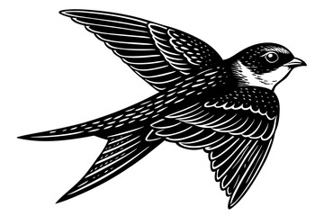 beautiful swiftlet bird vector art illustration