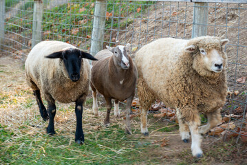 Obraz premium farm animals running
