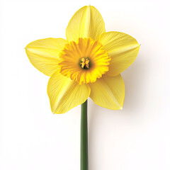 Obraz premium A vibrant yellow daffodil flower with a central trumpet shape, showcasing delicate petals against a clean white background.