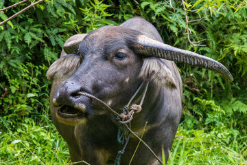 Berastagi, Sumatra, Indonésie