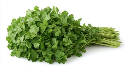 Fototapeta premium A bunch of fresh cilantro sits on a clean surface, showcasing its lush green leaves and vibrant appearance, ready to enhance a variety of culinary creations
