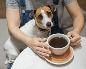 Jack Russell sits on the lap of the hostess in a cafe. Woman drinking coffee in a dog friendly cafe.