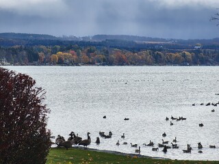 ducks in the lake in fall