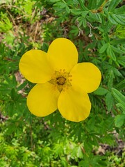 yellow flower in the garden