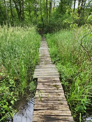 wooden path in the forest