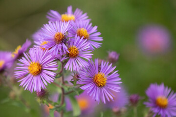 Fototapeta premium purple and yellow flowers
