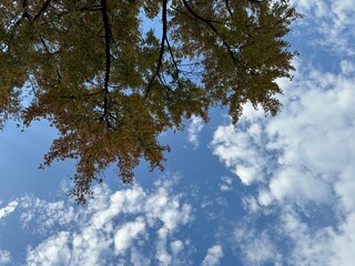 Obraz premium clouds and sky