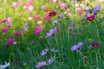 Soft Cosmos Flowers in the Summer Light