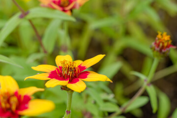 Fototapeta premium Yellow and Red Zinnia Flower in Bloom