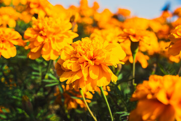 Fototapeta premium マリーゴールドが咲く丘の鮮やかなオレンジ色のマリーゴールドの花