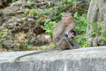 Obraz premium little wild monkey sucking milk from its mother nipple