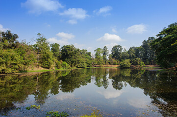 Fototapeta premium trees and reflection in rain forest