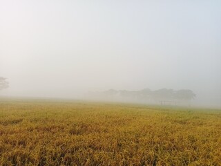 Fototapeta premium Fog in village Rice field, winter morning fog in rural area, sunrise scenery in foggy weather