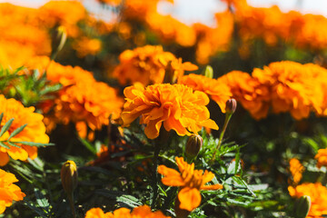 Fototapeta premium 鮮やかなオレンジ色のマリーゴールドの花