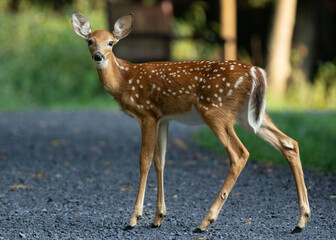 Fototapeta premium baby deer in the woods