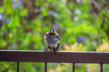 Wet Noisy Miner sheltering from the rain