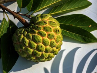 Aerial View of Custard Apple Fruit Isolated on White Background &ndash; Tropical Delight, Healthy Eating, Fresh Produce, Exotic Fruit, Organic Nutrition, Culinary Use, Vibrant Colors, Nature's Bounty