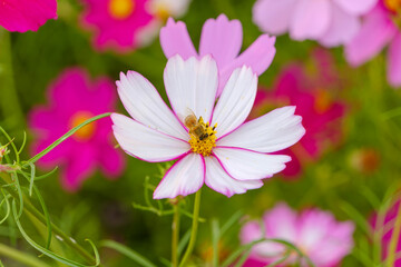 Obraz premium Bee on Pink-Tipped White Cosmos Flower