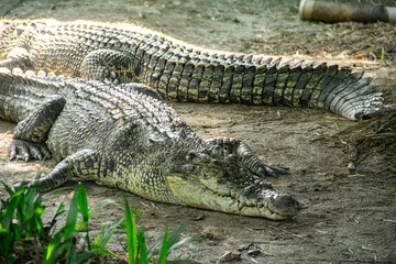 Obraz premium Crocodylus Porosus or saltwater crocodile, one of the largest crocodile species in the world, this crocodile is often found in Indonesia