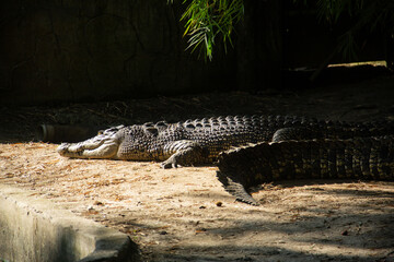 Crocodylus Porosus or saltwater crocodile, one of the largest crocodile species in the world, this crocodile is often found in Indonesia