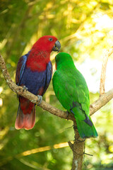 Fototapeta premium Eclectus Roratus or Maluku parrot relaxing on a plant branch