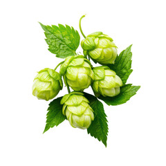 Fresh green hops with vibrant leaves for brewing