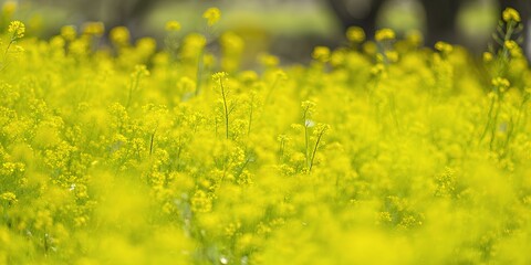 Fototapeta premium A vibrant field of blooming yellow flowers, captured in a close-up with a blurred background, evoking a sense of freshness, nature, and serenity.