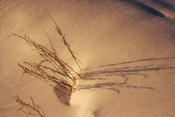 Snow crust with grass sticking out at sunset on a winter evening