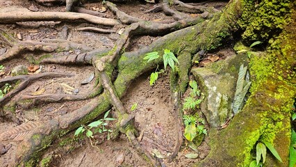 Obraz premium Roots of tree with green moss on in the tropical forest background.