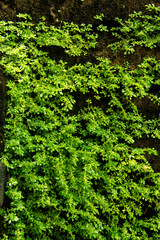 Fototapeta premium Close up Artilerry Plant or Pilea microphylla also known as rockweed, artillery plant, gunpowder plant or brilhantina, pilea microphylla is a plant that lives in damp places