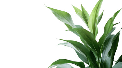 Fototapeta premium Collection corn plan isolated on transparent background for garden design.