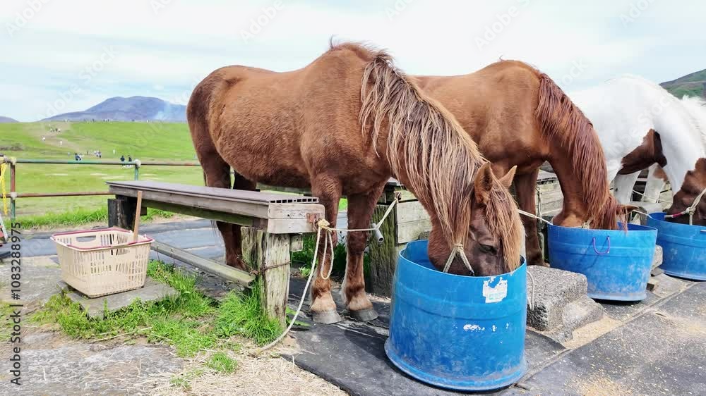 Fototapete 馬、動物、放牧、牧場、餌、エサ、飼葉、乗馬、飼育、複数、厩舎、餌付け、ポニー、乗馬クラブ、もぐもぐ、多数、たてがみ、競馬、馬術部、飼料、牧草、自然、ふれあい、動物園、おいしい、日本、食べる、風景、かわいい、哺乳類、家畜、ウマ、草原、馬場、干支、午年、屋外、青空、食事、畜産業、レース、桶、配合飼料、濃厚飼料、生物、ペット、群れ、グループ、栗毛、全身