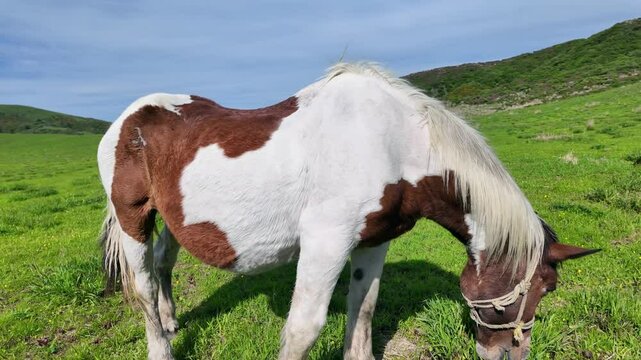 馬、放牧、牧場、動物、ウマ、草原、牧草地、もぐもぐ、草食、自然、食べる、飼育、牧草、食事、サファリパーク、動物園、えさ、餌、アップ、環境、口、頭、青空、SDGs、サステナビリティ、野生、食物連鎖、生物多様性、平原、風景、景色、パノラマ、展望、地平線、かわいい、競走馬、乗馬クラブ、馬肉、家畜、日本、旅行、観光、レジャー、観察、ペット、広い、放し飼い、干支、午年、野原