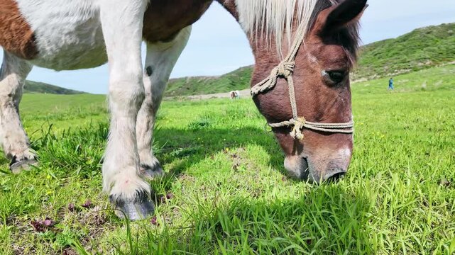 馬、放牧、牧場、動物、ウマ、草原、牧草地、もぐもぐ、草食、自然、食べる、飼育、牧草、食事、サファリパーク、動物園、えさ、餌、アップ、環境、口、頭、青空、SDGs、サステナビリティ、野生、食物連鎖、生物多様性、平原、風景、景色、パノラマ、展望、地平線、かわいい、競走馬、乗馬クラブ、馬肉、家畜、日本、旅行、観光、レジャー、観察、ペット、広い、放し飼い、干支、午年、野原